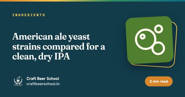 American ale yeast strains compared for a clean, dry IPA