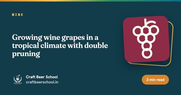 Growing wine grapes in a tropical climate with double pruning