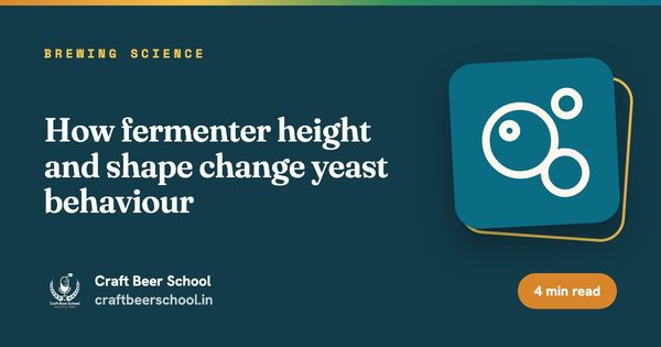 How fermenter height and shape change yeast behaviour
