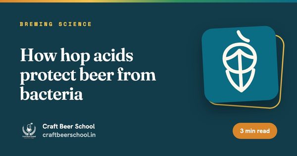 How hop acids protect beer from bacteria