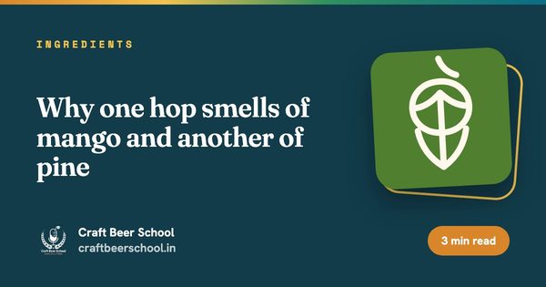 Why one hop smells of mango and another of pine
