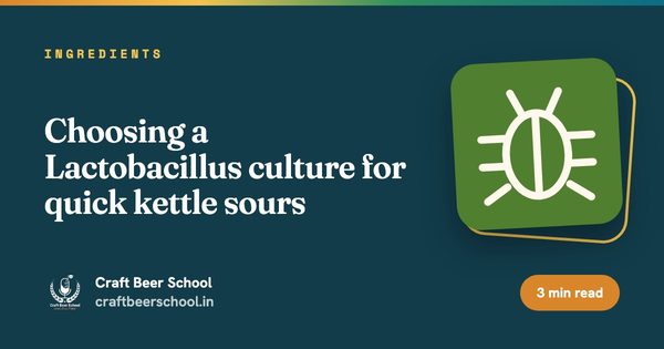 Choosing a Lactobacillus culture for quick kettle sours
