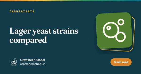 Lager yeast strains compared