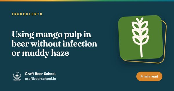 Using mango pulp in beer without infection or muddy haze