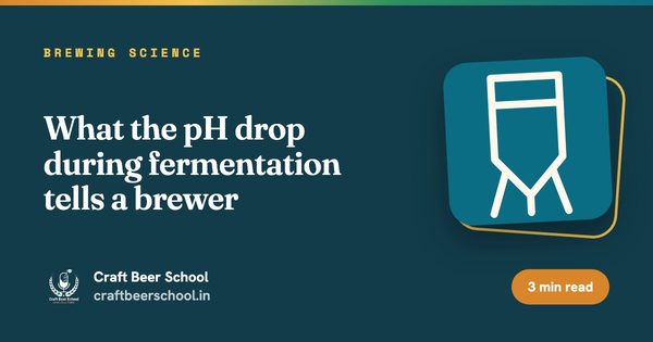 What the pH drop during fermentation tells a brewer