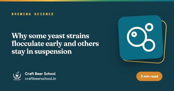 Why some yeast strains flocculate early and others stay in suspension