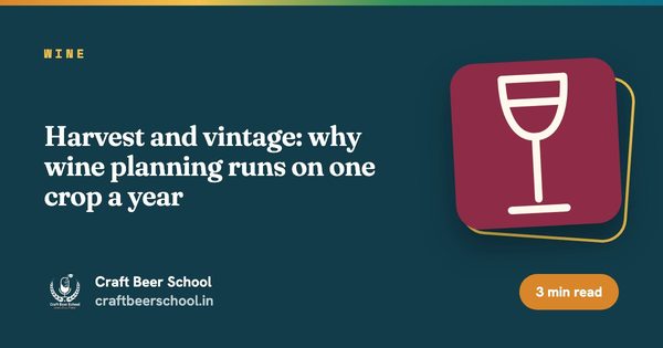 Harvest and vintage: why wine planning runs on one crop a year