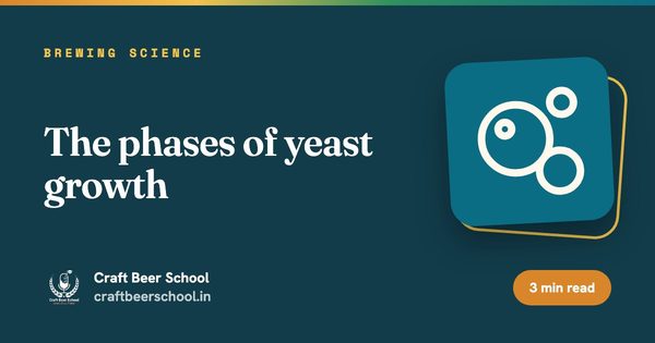 The phases of yeast growth