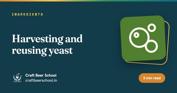 Harvesting and reusing yeast