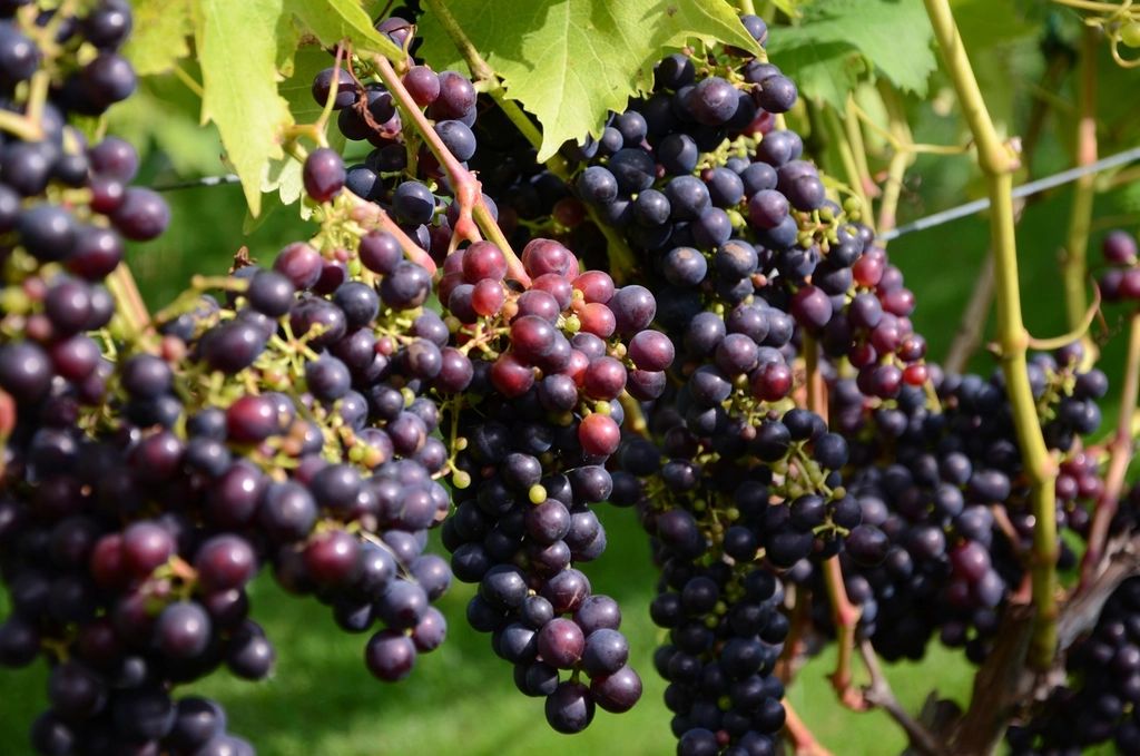 Wine Consultation course